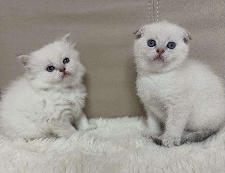 Шотландський котик