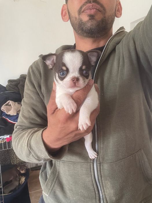 Chihuahua macho pelo curto Um exemplar