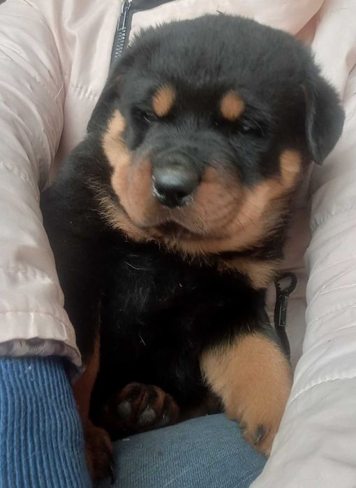 Ротвейлера цуценята