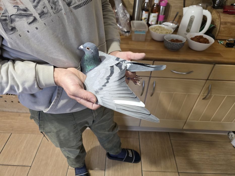 Gołębie pocztowe 78