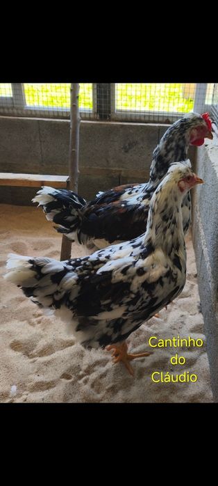Ovos galados de galinhas de raça pura