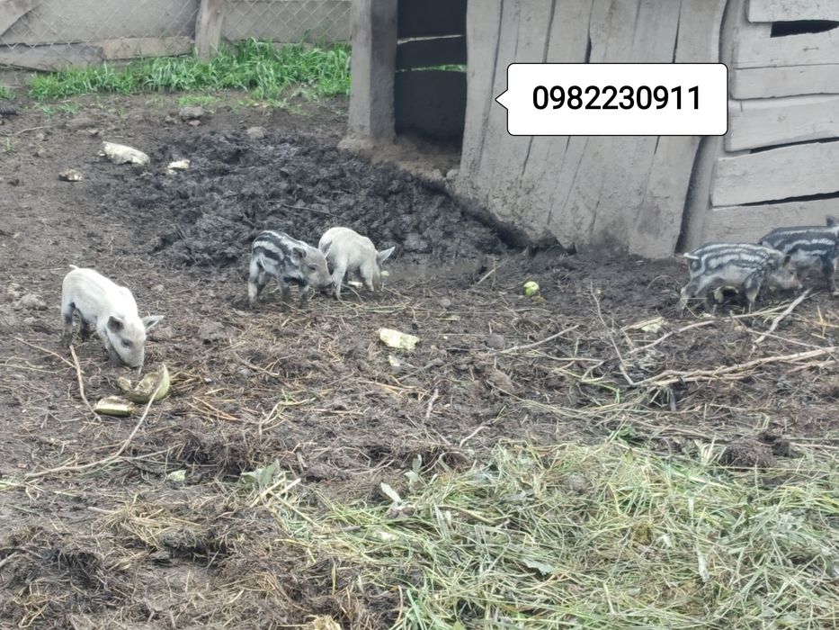 Свині на племя,мангалиці. мангалиця ,ТУШКИ (м'ясо, сало) 150 гр/кг ЕКО