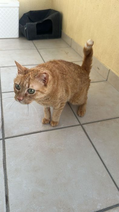 Flash- Gatinho senior para adoção responsável