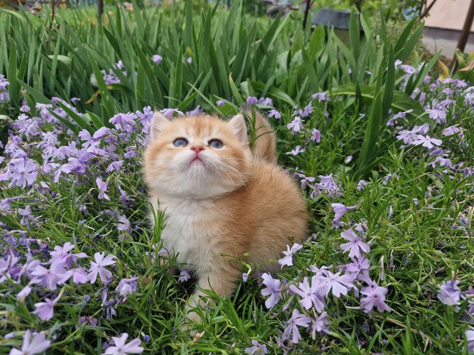 Розплідник Luxio Family пропонує кошенят золотої британської шиншили
