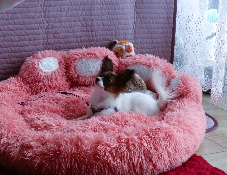 Papillon ZKwP- suczka MAJLA