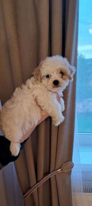 Цуцики мальтіпу!,