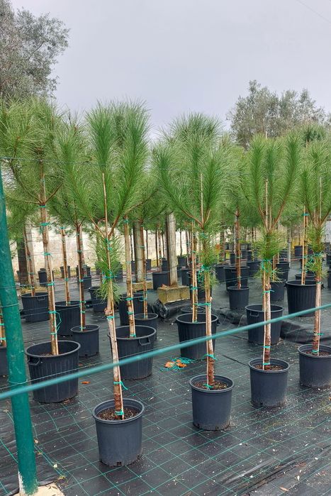 Lote 10 pinheiros mansos 1.60/1.80