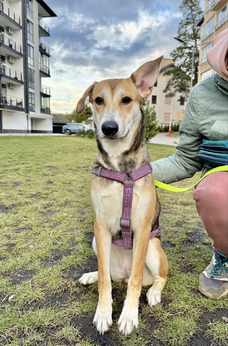 Лола, 9 місяців (собака, метис)