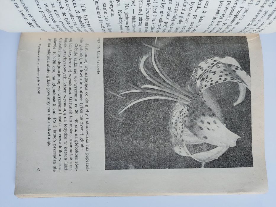 Uprawa roślin ozdobnych w POD - Izabela Kiljańska