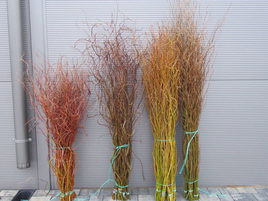 wierzba mandzurska, kręcona, ozdobna, palma, bazie,wianki, wielkanocne