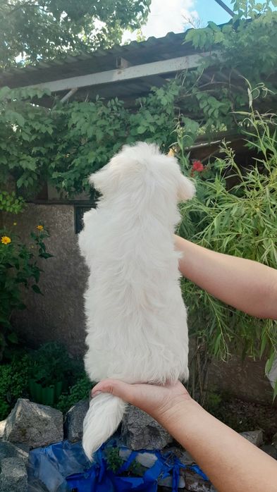 Мальтийская болонка мальчик