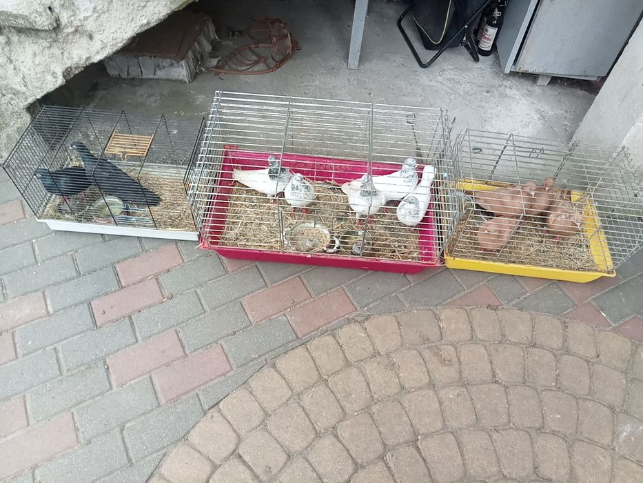 Sprzedam gołębie ozdobne i kurki