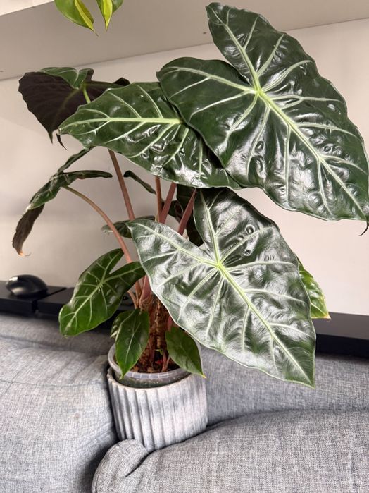 Zestaw 5 bulw alokazja Alocasia pink dragon