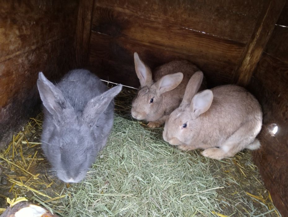 Кролі живою вагою