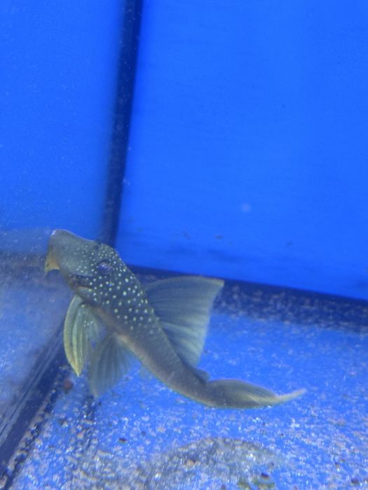 Hemiancistruss Subviritis l-200