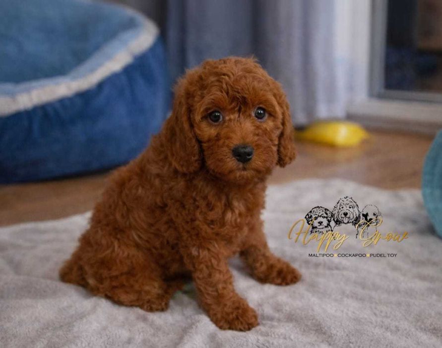 Cockapoo F1b red  idealny pies rodzinny