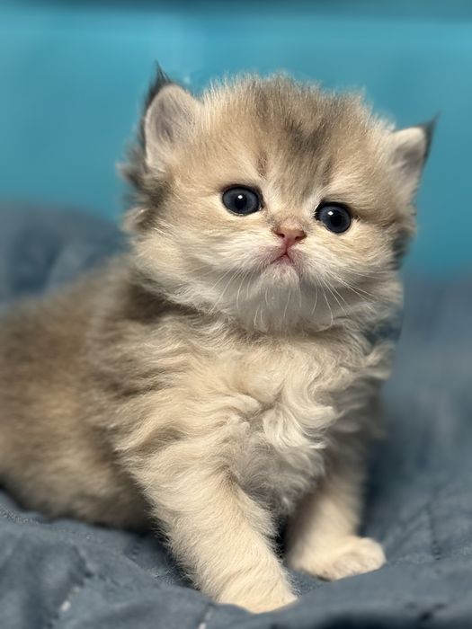 Золота шиншила кошеня дівчинка