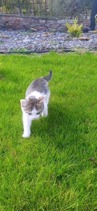 Котята. Два мальчика.