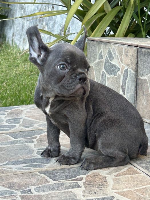 Bulldog frances Menina