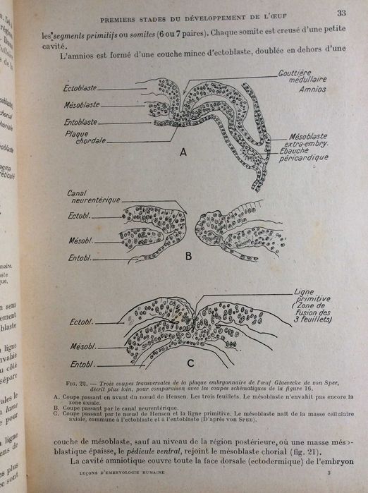 Leçons d'Embryologie Humaine, 1929. Raro