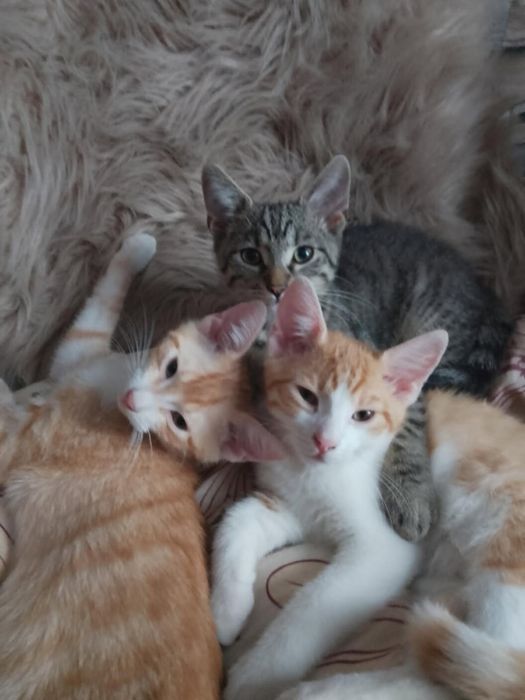Kociaki do adopcji