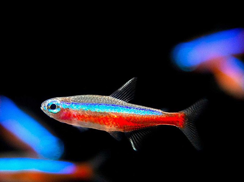 Neon czerwony - Paracheirodon axelrodi - dowóz, wysyłka
