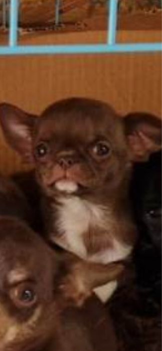 Chihuahua suczka gotowa do odbioru