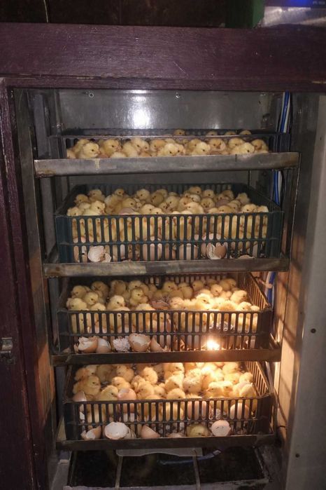 Продам саморобний інкубатор на 250 яєць