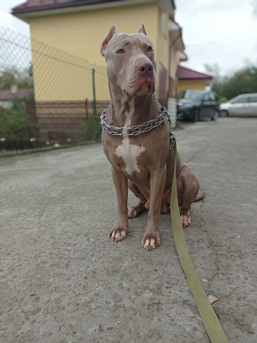 Американський Пітбультер'єр