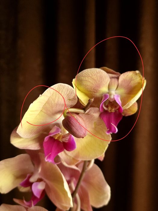 Орхідея, Фаленопсис, квіти