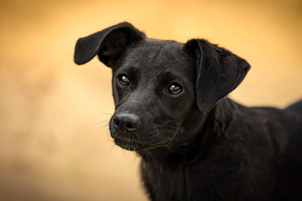 FRENDI - przyjazna łagodna sunia do adopcji