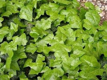 Bluszcz pospolity zimozielony hedera helix - roślina z gruntu