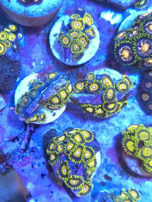Frags de zoas, corais agua salgada