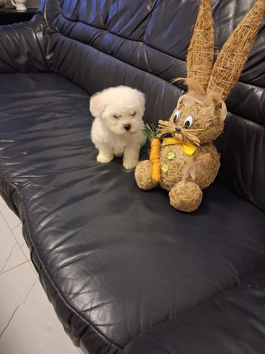 Bichon Frise piesek