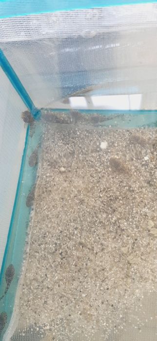 Цихлазома чернополосая, цихлида, и сомята