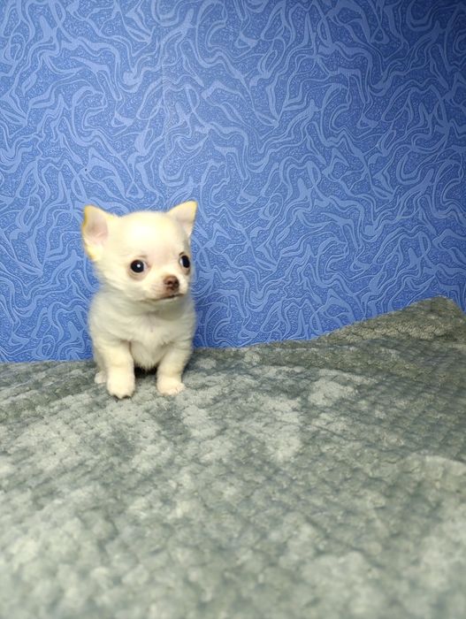 Щенки чихуахуа!!!