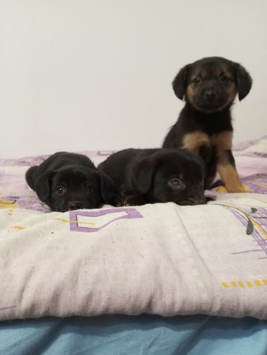 Pieski do oddania w dobre ręce