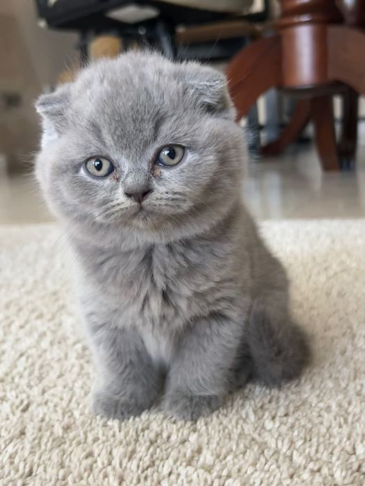 Scottish Fold macho