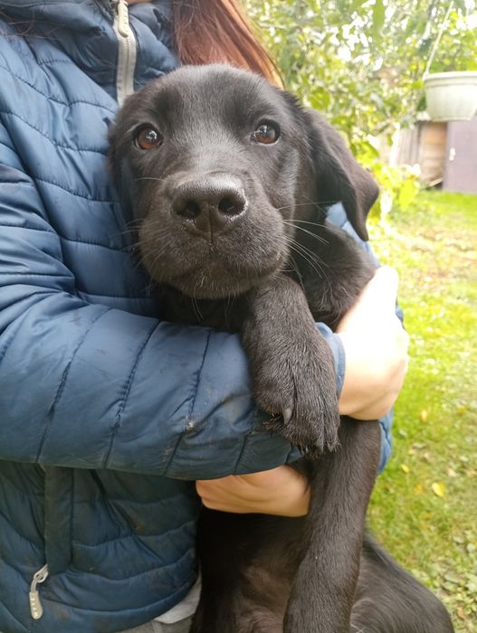 Лабрадорчик з родоводом. УБД та ВПО з прифронтових знижка!