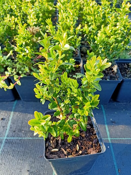 Самшит (Buxus) ! В контейнере Р11 (1л.) 20-30см.