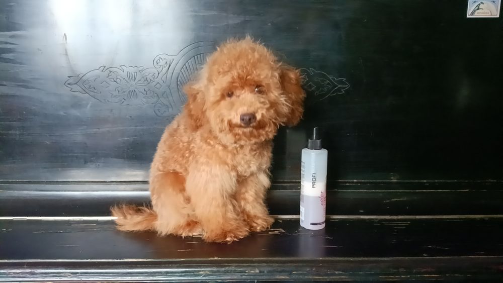 Міні хлопчик 22 см той пудель