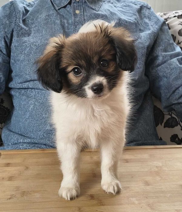 szczeniak PHALENE, piękny sobolowy piesek (nie papillon) ZKwP / FCI