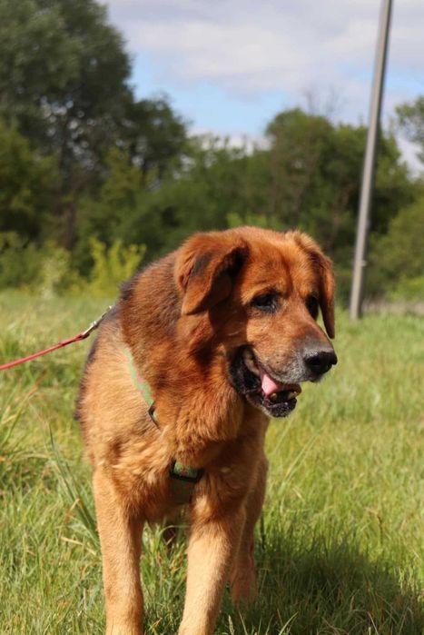 Bary – kochany i spokojny stróż