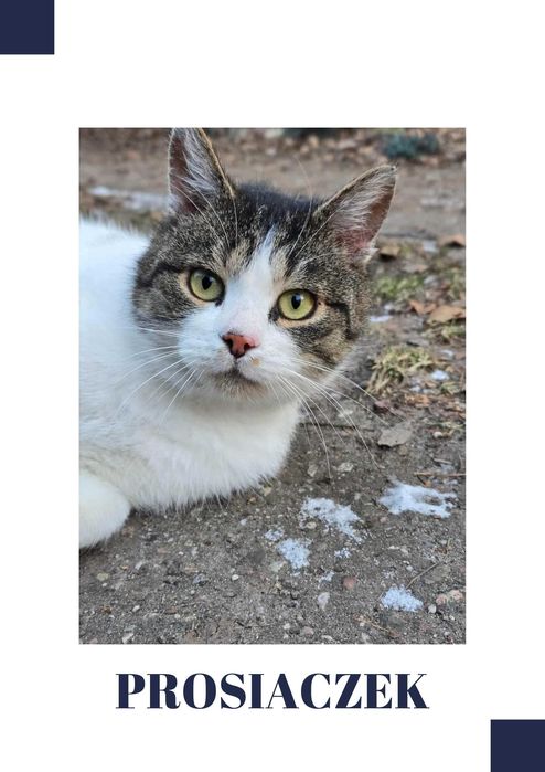 Prosiaczek – on sprawi, że każdy poniedziałek będzie jak sobota.