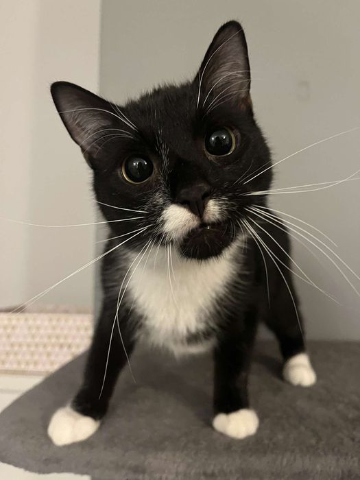 Energiczny Mireczek szuka domku!