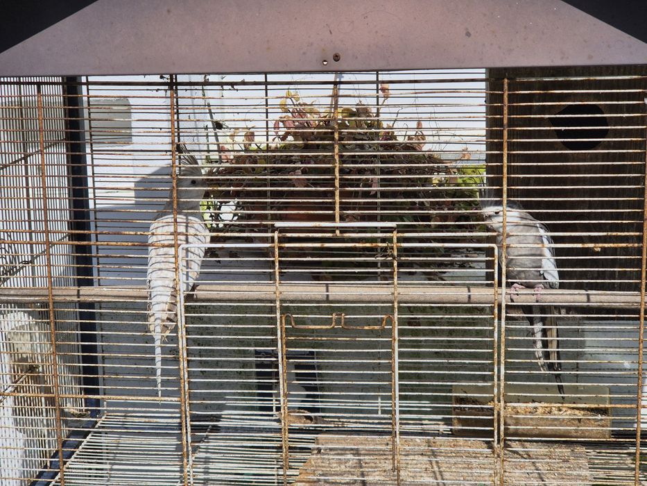 Vendo  casal face branca novo