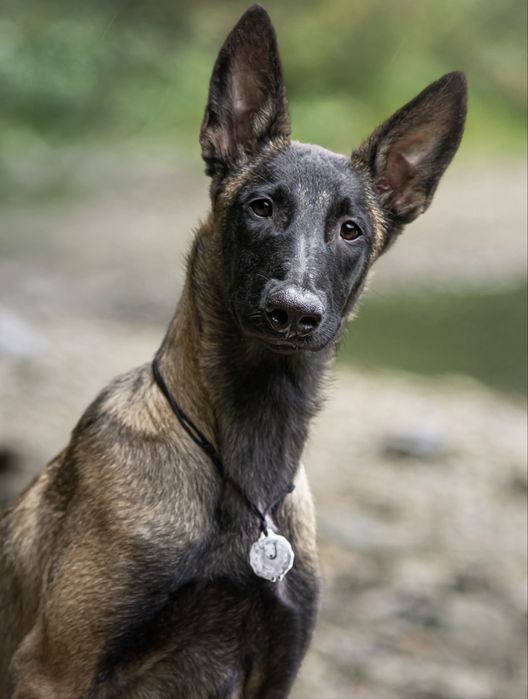 Продам   девочку Малинуа