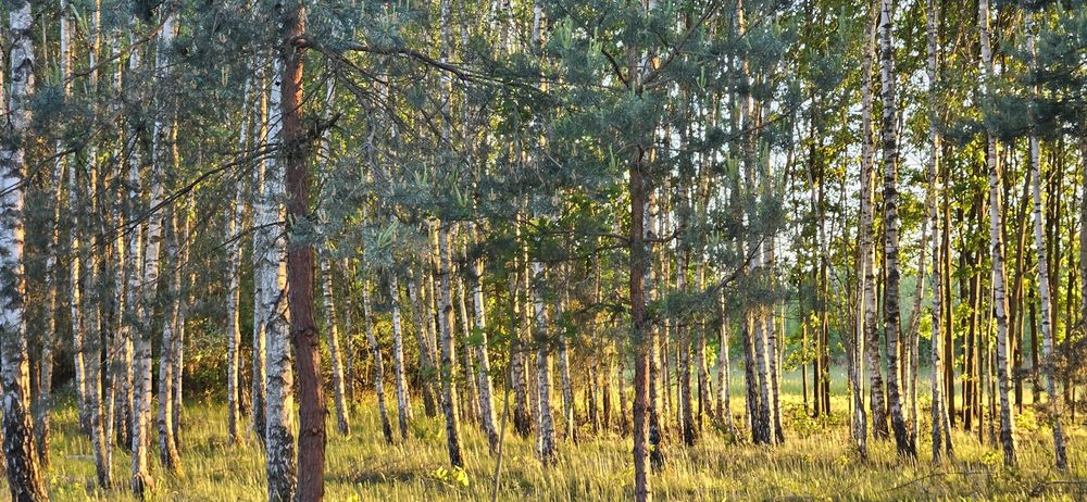Działka bud. 2900 M2; Łukawska Wola, WARUNKI ZABUDOWY - Widok 5