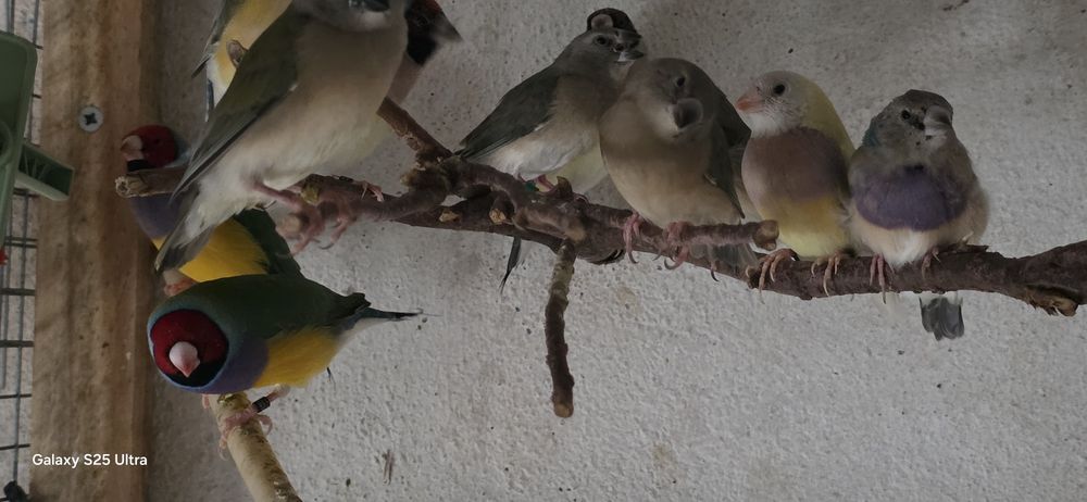 Diamantes de gould