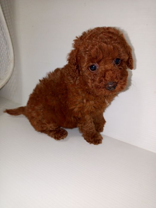 Той- Пуделя хорошої якості!